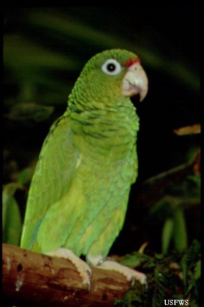 Puerto Rican Parrot